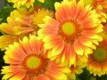 Продавам цветя Гайлардия – разсад в кофички за пролетно засаждане, различни цветове, снимка 5