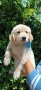 Бебета Голдън ретривър , снимка 9