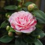 Камелия Бономиана, Camellia japonica 'Bonomiana', снимка 4