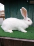 Зайци бели великани Свободни женски , снимка 1