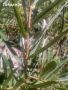 Облепиха - разсад, снимка 1 - Градински цветя и растения - 45931432