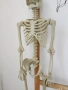 Човешки скелет 175см., снимка 4