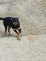 Пинчер - кръстоска, снимка 2