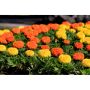 Тагетис Tagetis, снимка 1 - Градински цветя и растения - 45321651