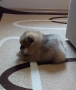 продавам померан , снимка 2