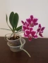 Орхидея , снимка 2