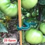 4849 Комплект градински щипки за растения скоби за фиксиране, 20 броя, снимка 1 - Градински инструменти - 45977016