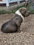 American bully xl, снимка 10