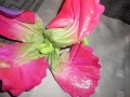 Колекционерска Barbie Blooming Thumbelina 2008 г, снимка 5