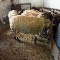 Продавам овце , снимка 4 - Овце - 45658508
