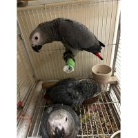 Африкански сиви папагали, снимка 2 - Папагали - 46157756