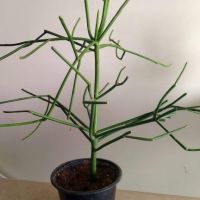 Euphorbia tirucalli Молив храст, снимка 2 - Стайни растения - 45741573