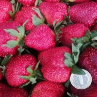 Продавам ягоди - само на едро, снимка 3 - Домашни продукти - 45342891