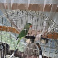Продавам папагали , снимка 5 - Папагали - 45280826