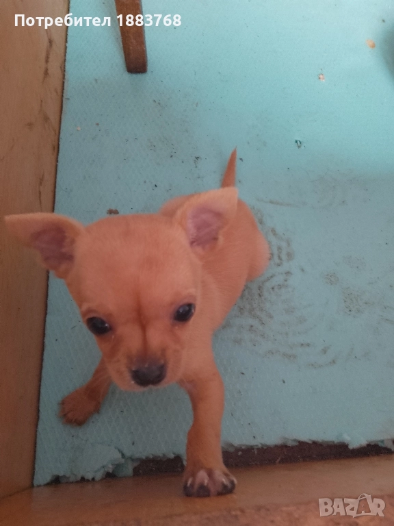 мини пинчер , снимка 1