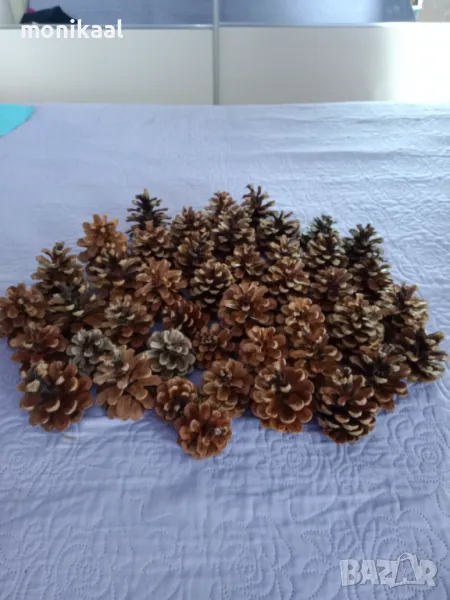 Много различни шишарки, снимка 1