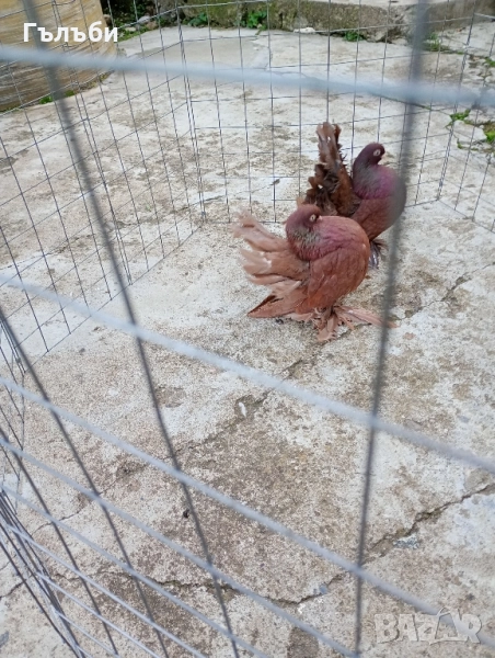 Ростовски гълъби , снимка 1