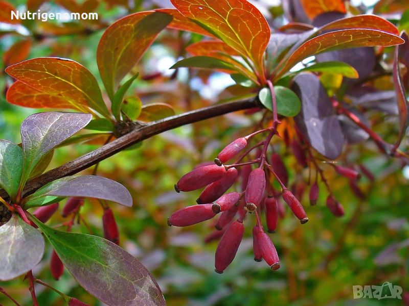 Berberis vulgaris, кисел трън, растения , снимка 1