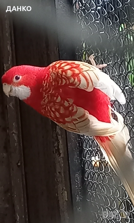 ПЕНАНТОВИ И ПЪСТРИ РОЗЕЛИ–МУТАЦИИ/тазигодишни/, снимка 1