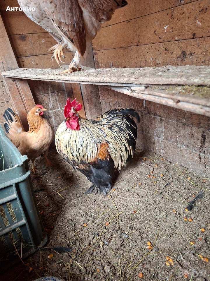 Петле мини кохин , снимка 1