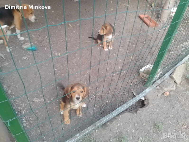 Домашни любимци , снимка 1