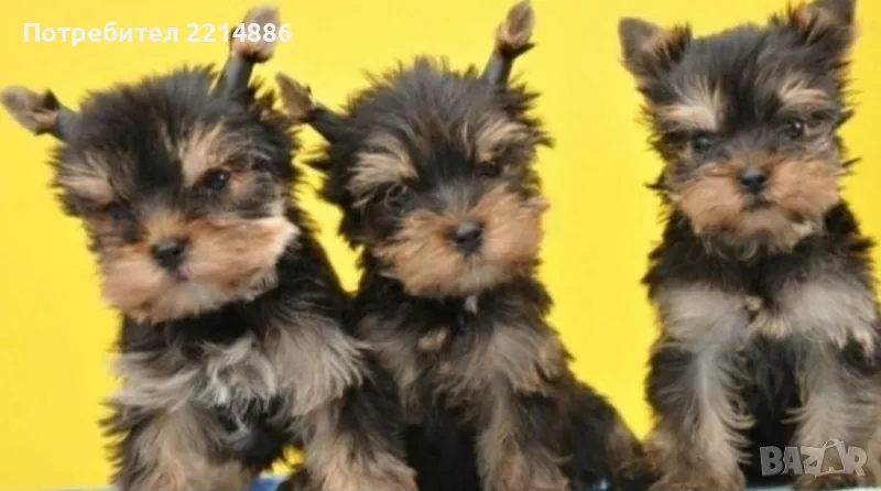 Мини йоркширски териери , снимка 1