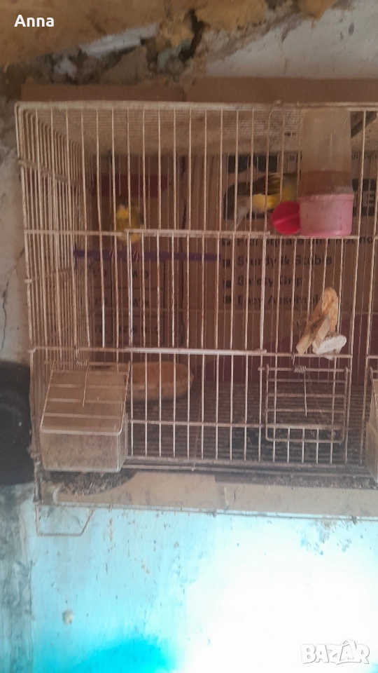 продавам канари таэи годишни, снимка 1