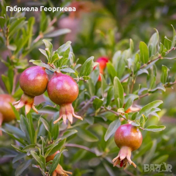 Мини Нар, снимка 1