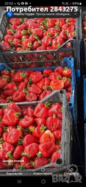 Продавам разсад ягоди , снимка 1