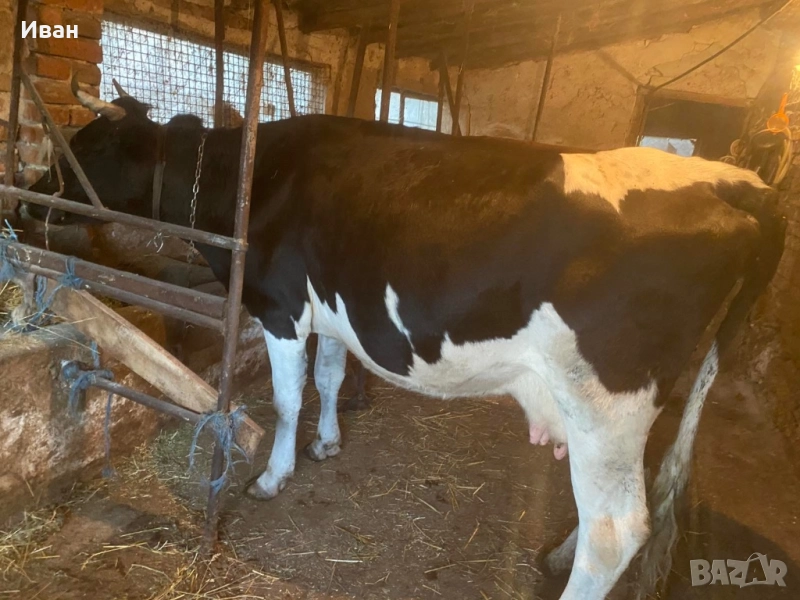 Бремена крава в 7 месец за трето теле , снимка 1