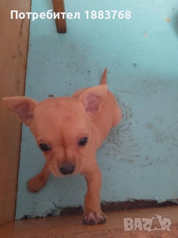 мини пинчер , снимка 1