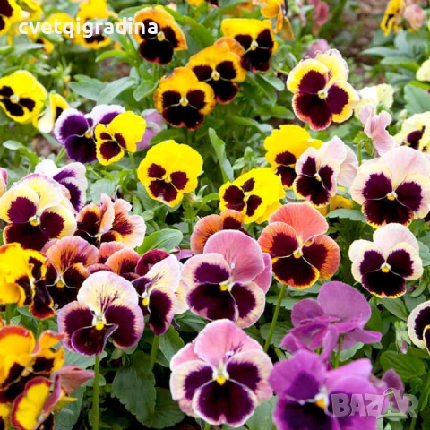 Едроцветна ароматна теменужка, снимка 5 - Градински цветя и растения - 52815725