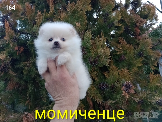 Померани. Реални снимки от 22.12.25 год. , снимка 5 - Померан - 52876291