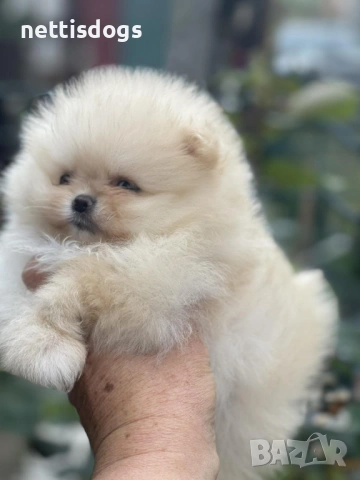 Уникални Мини Померани с родословие, снимка 2 - Померан - 48613576
