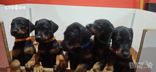 ПРОМОЦИЯ.  бебета ДОБЕРМАНИ, снимка 4 - Доберман - 53785951