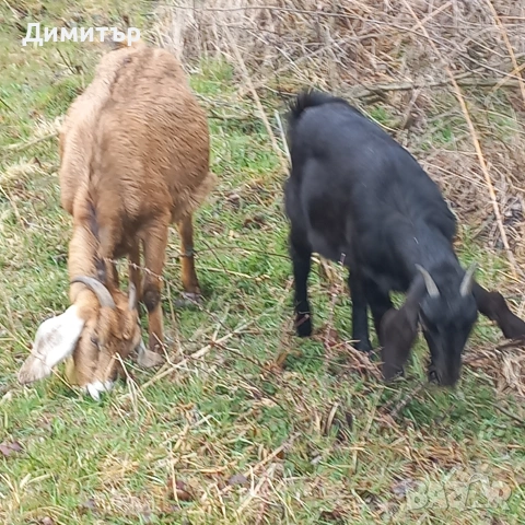 продавам заплодена коза и яре, снимка 5 - Кози - 53946358