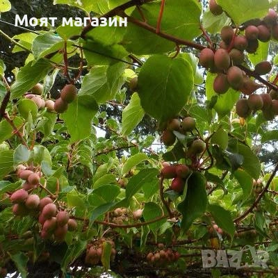 Червено киви, снимка 2 - Градински цветя и растения - 53631551