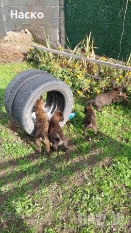Холандска овчарка, снимка 4 - Белгийска овчарка - 52484592