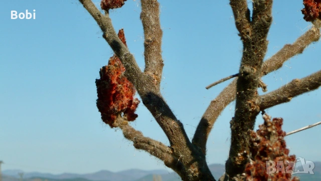 Panasonic Lumix DMC-LS80 PINK, снимка 2 - Фотоапарати - 53856239