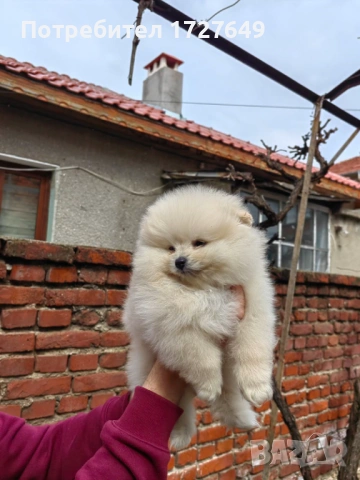 Померан-момче, снимка 3 - Померан - 53947421