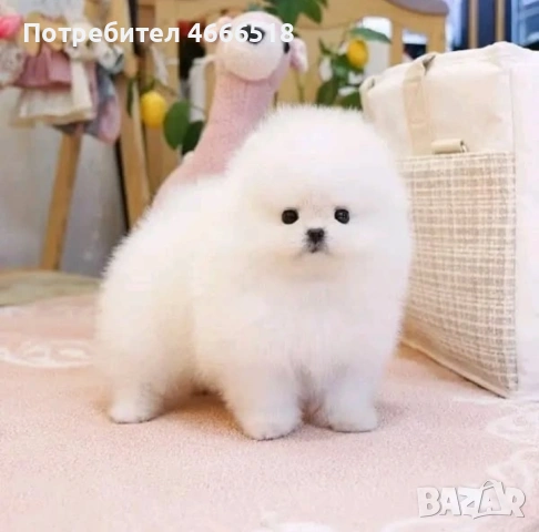 Мини померан