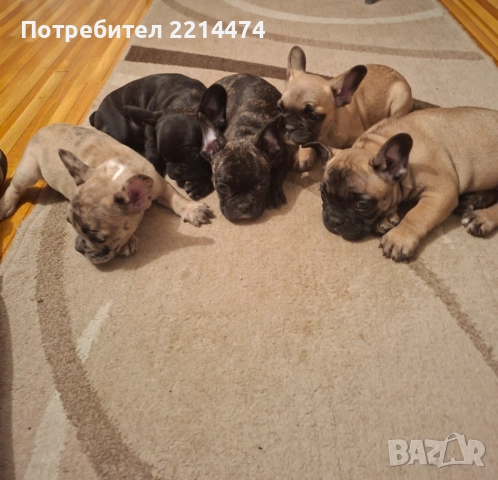 Френски булдочета, снимка 6 - Френски булдог - 52877847