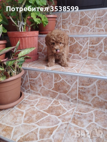 Мини Пудел., снимка 7 - Пудели - 53140009