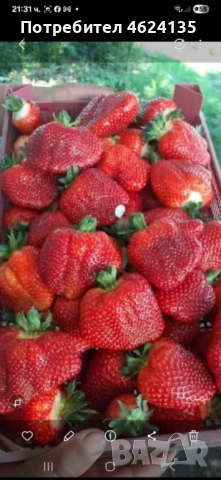 Продавам разсад ягоди и малини 