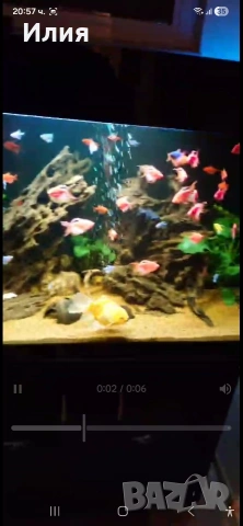 рибки тернеци на максимален размер , снимка 2 - Рибки - 53360116