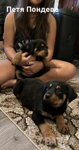 Продавам ротвайлети, снимка 3 - Ротвайлер - 52374366