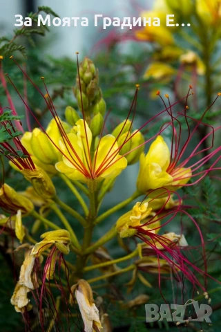 Цезалпиня - Caesalpinia Gilliesii 