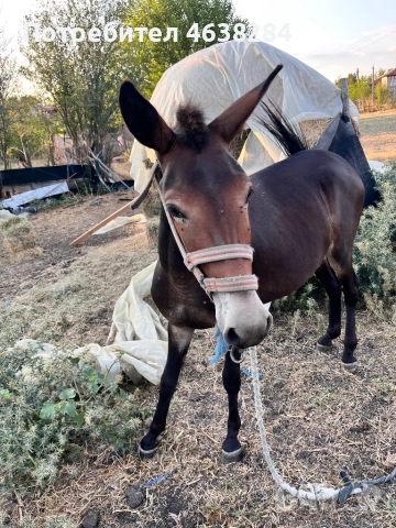 Кобила и Женско муле, снимка 4 - Коне - 52366920