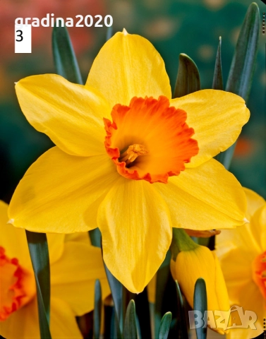 Луковици на Нарцис, снимка 3 - Разсади - 51459191