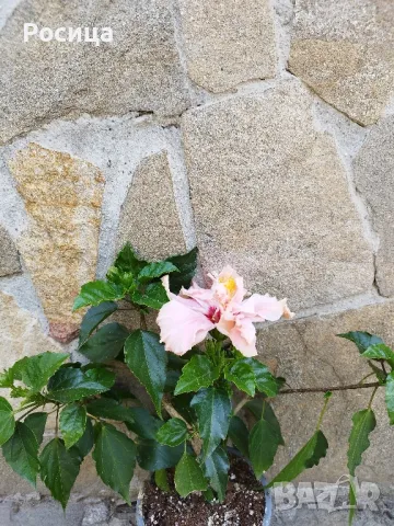 китайска роза 